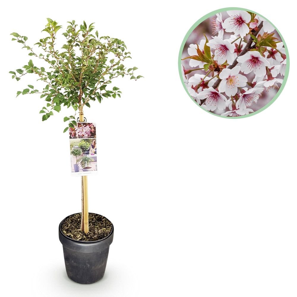 Cerisier à fleurs du japon 'koujou-no-mai' - pot 19 cm - hauteur 90 cm