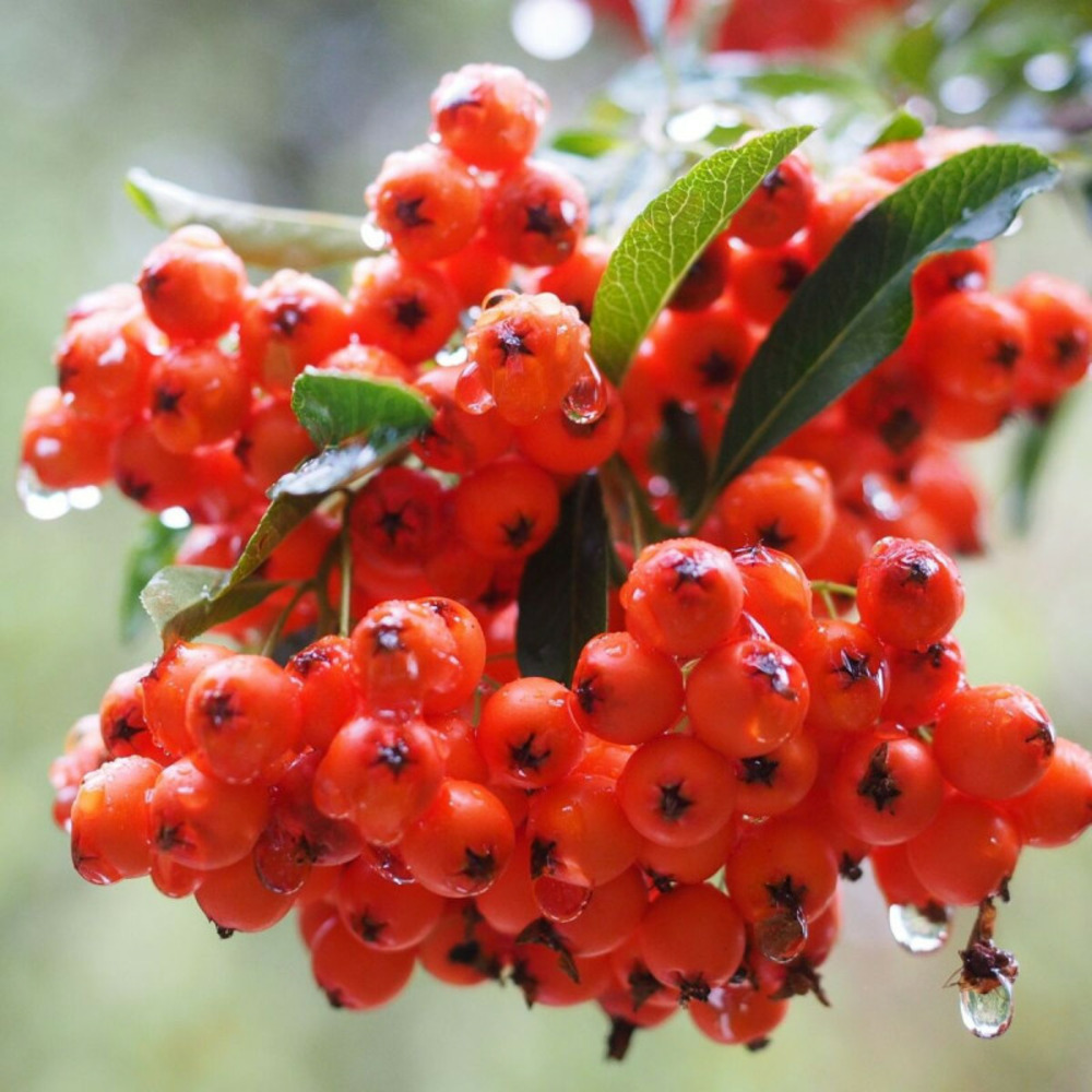 Buisson ardent red collumn, pyracantha pot de 1 litre