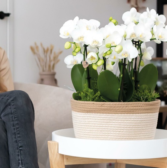 Orchidées blanches en panier de coton avec réservoir d'eau