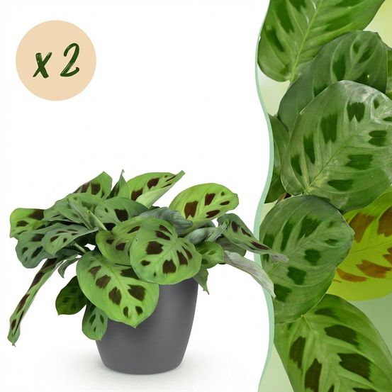 Maranta fascinator kerchoveana - pet-friendly - pot de 12cm - hauteur 25cm - plantes d'intérieur