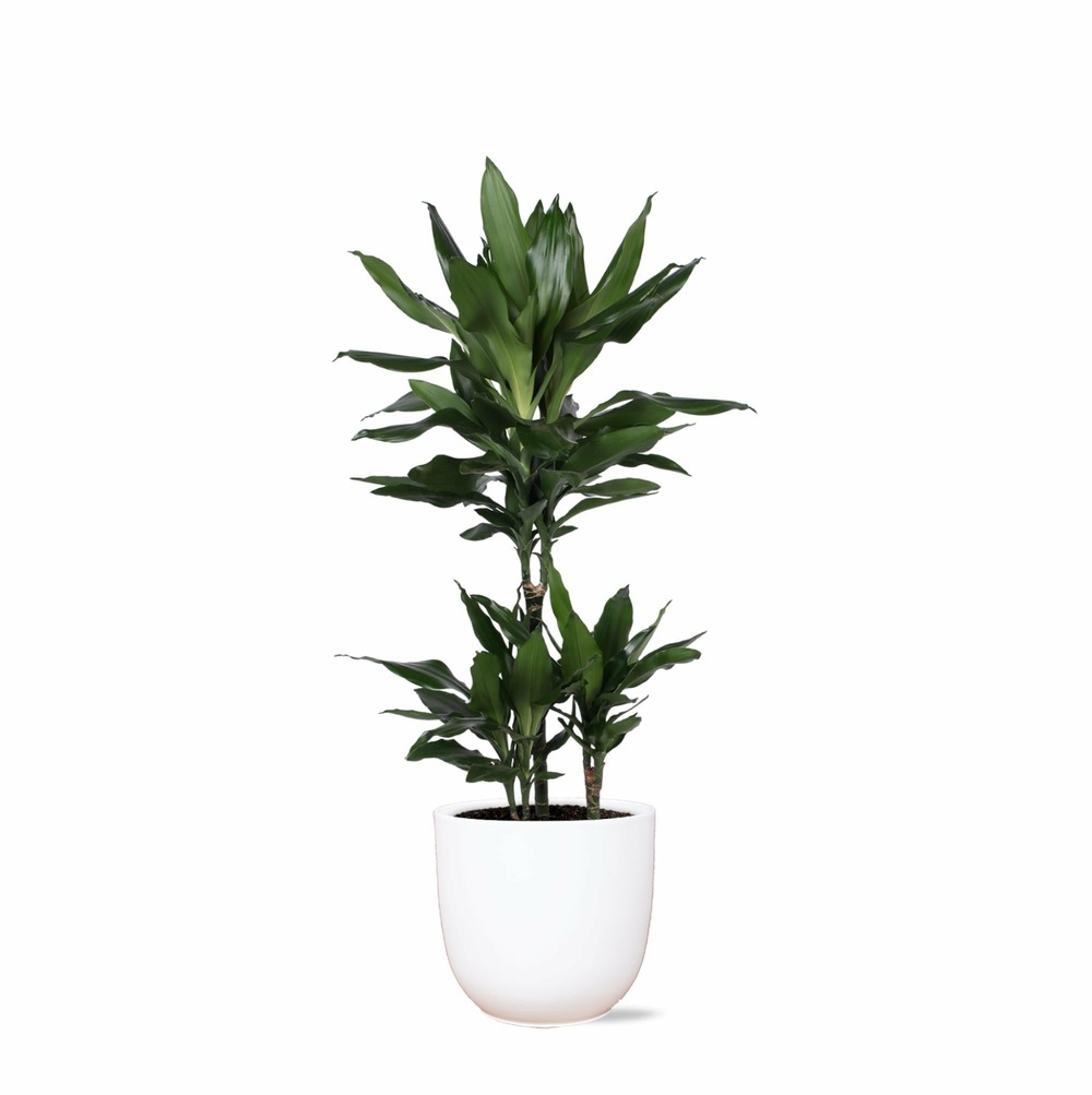Dracaena janet lind et son pot blanc - hauteur 90cm