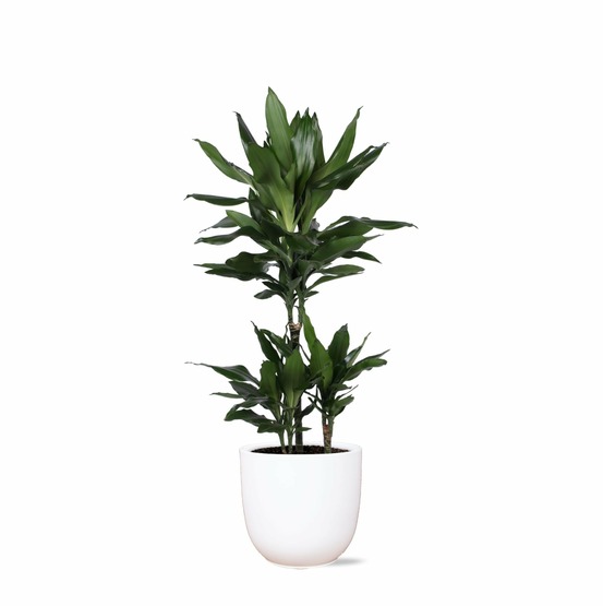 Dracaena janet lind et son pot blanc - hauteur 90cm