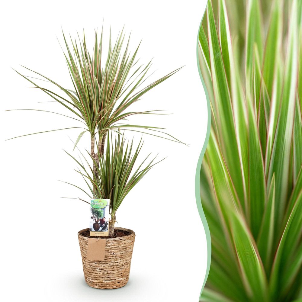 Dracaena marginata bicolor - plantes d'intérieur