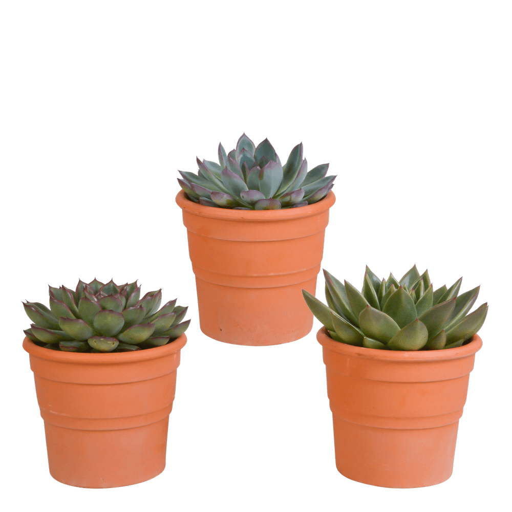 3x mélange d'échéverias - en pot terracotta - ø8,5cm - ↕21cm - plante d’intérieur
