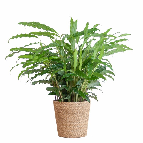 Calathea rufibarba et son pot panier naturel - hauteur 55cm