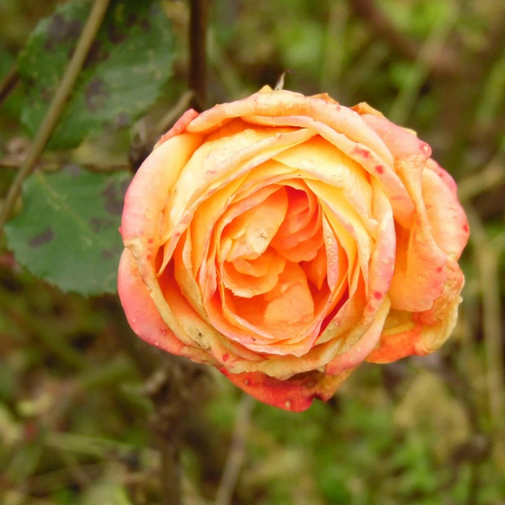 Rosier à fleurs groupées arpège® 'dicjardi' pot de 5l - touffe