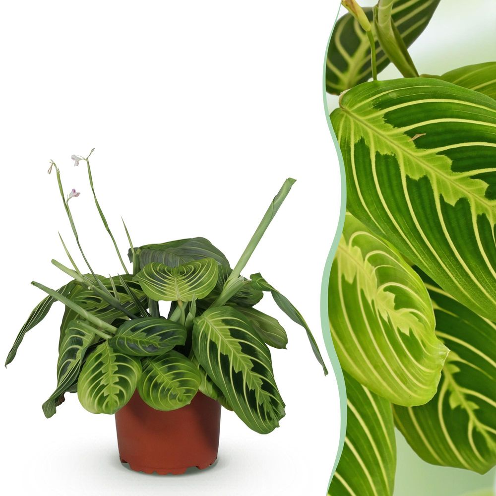 Maranta fascinator lemon lime - pet-friendly - plante de prière - pot de 12cm - hauteur 25-35cm - plantes d'intérieur