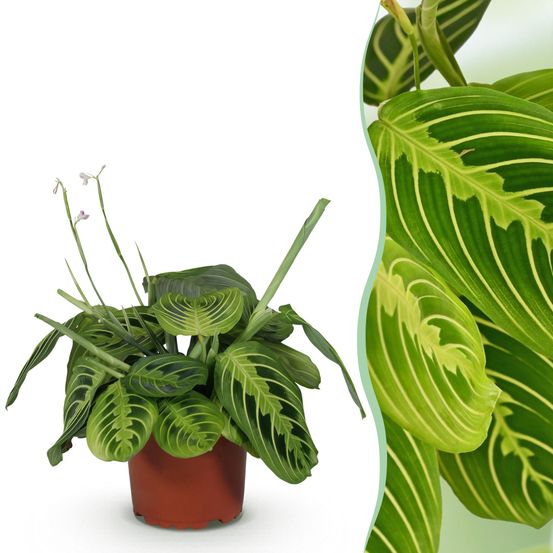 Maranta fascinator lemon lime - pet-friendly - plante de prière - pot de 12cm - hauteur 25-35cm - plantes d'intérieur