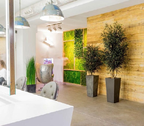 Arbre Eucalyptus Nicoly stabilisé rouge 180