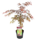 Acer palmatum 'garnet' – érable du japon – arbuste - rustique – ⌀19 cm - ↕50-60 cm