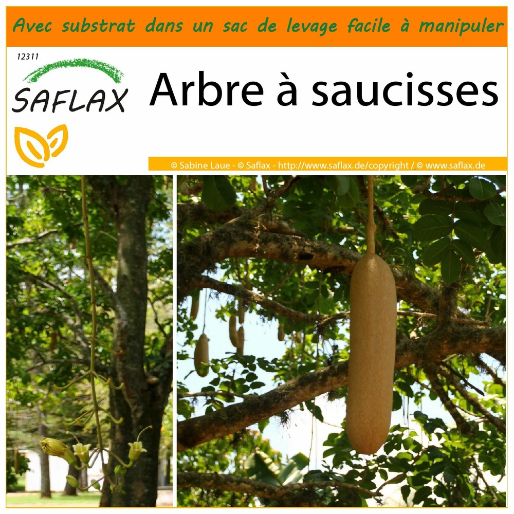 Garden in the bag - arbre à saucisses - 10 graines - kigelia pinnata var. Africana