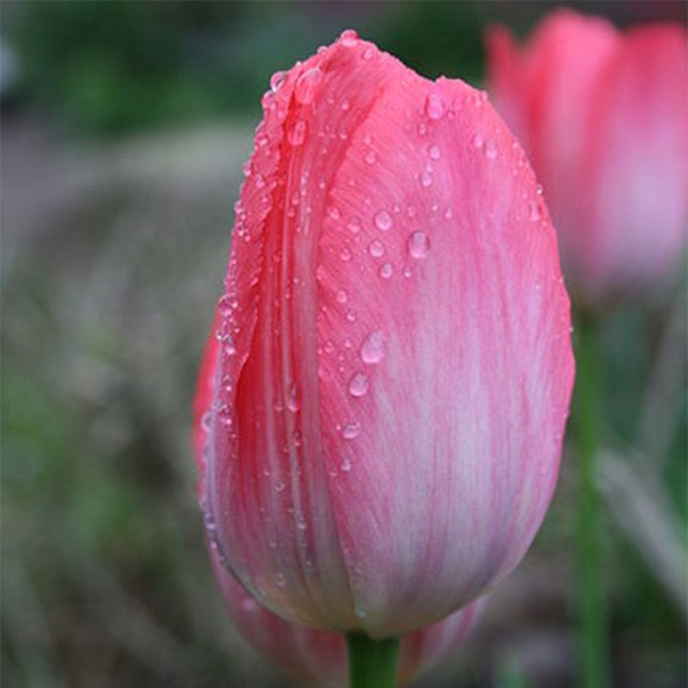 Tulipe de darwin 'van eijk' bulbe calibre 12+ (par 10)