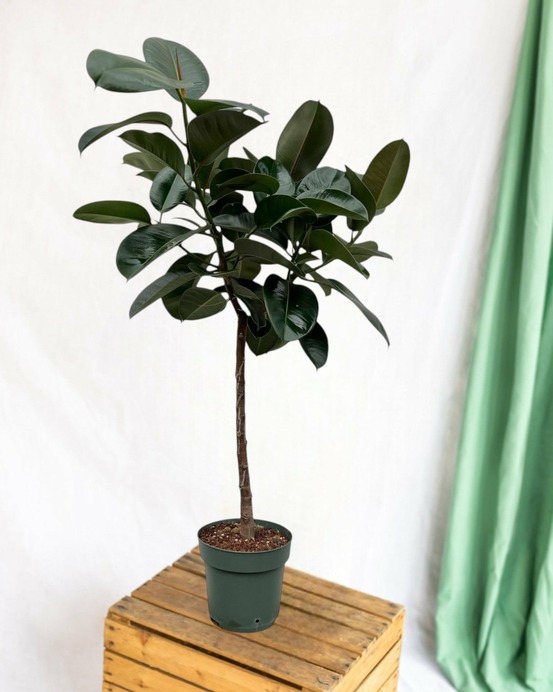 Ficus elastica robusta tronc - 130 cm - ø24 130cm - plante d'intérieur