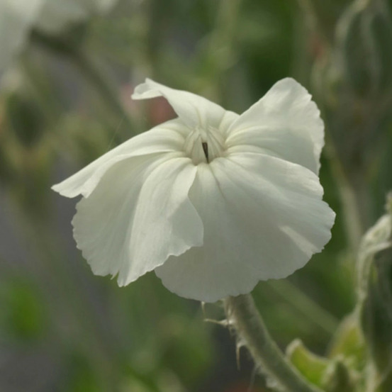 Coquelourde des jardins blanche godet - 5/20 cm