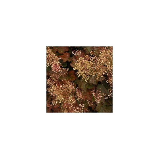 Heuchere palace purple lot de 3 godets