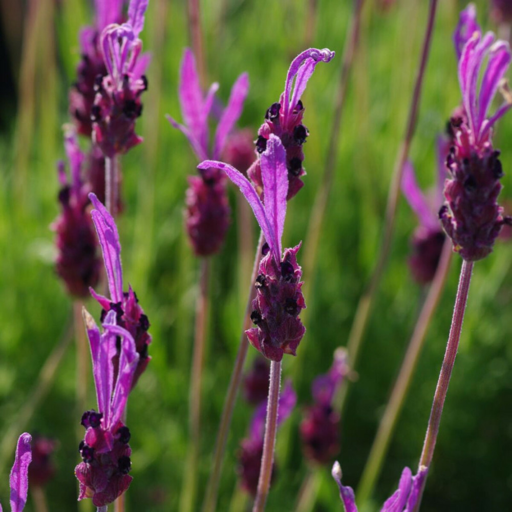 Lavande papillon pedunculata godet - 5/20 cm