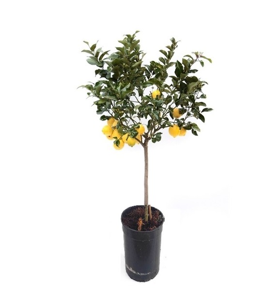 Citronnier 4 saisons large en pot h 70 à 110 cm cultivé localement