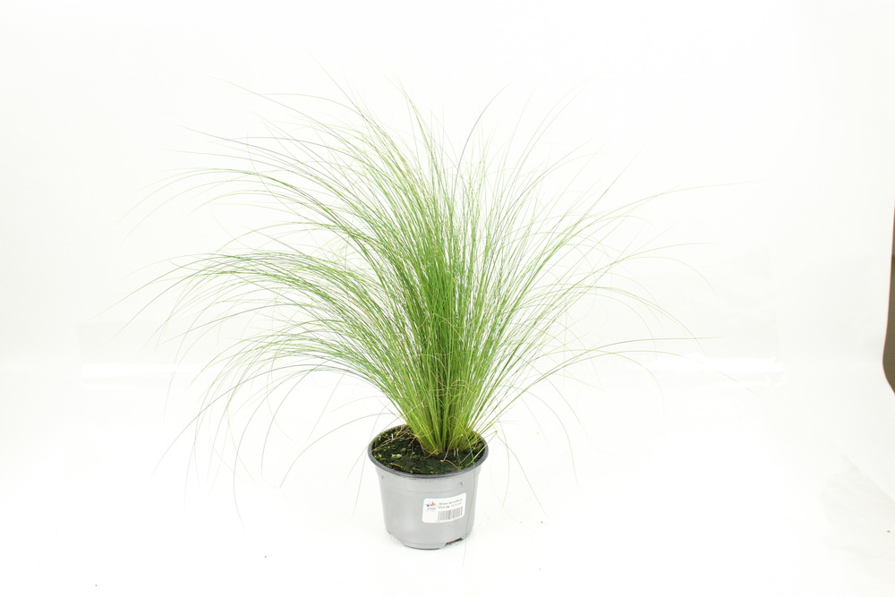 Stipa tenuifolia pot 10,5 cm