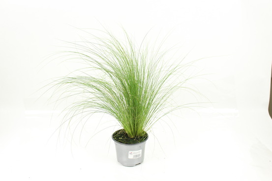 Stipa tenuifolia pot 10,5 cm