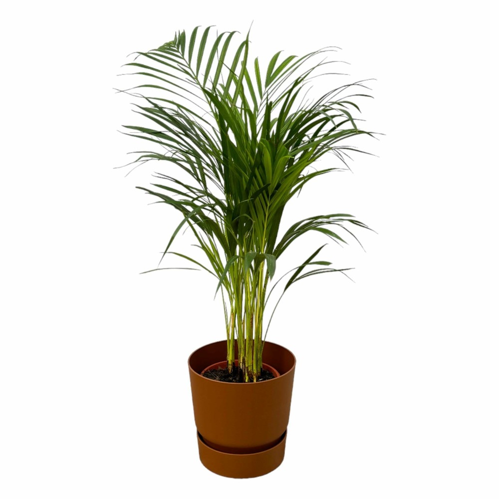 Grand palmier areca et son pot - hauteur 85cm