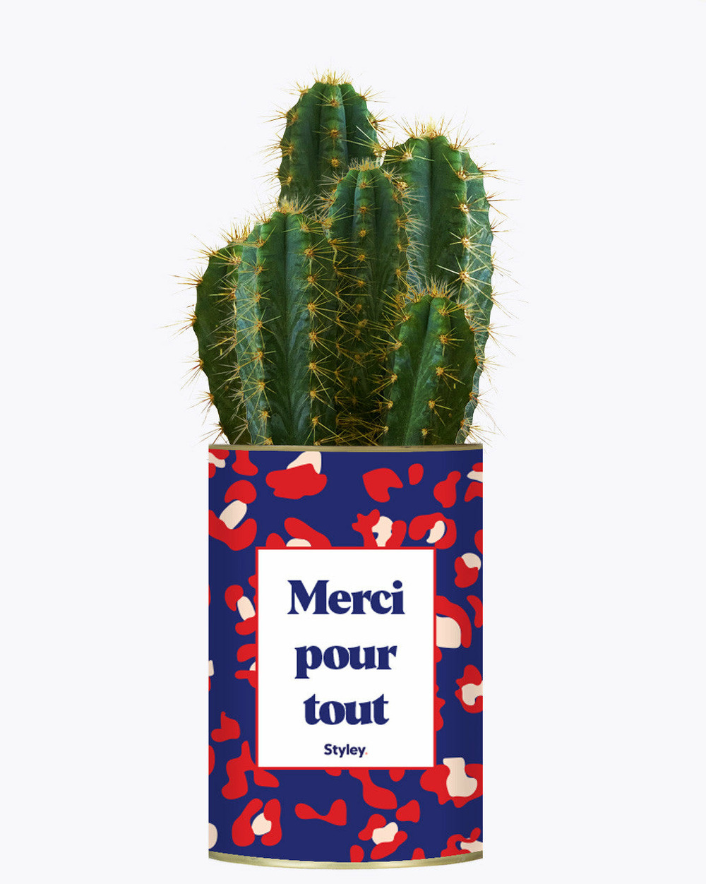 Plante à message - merci pour tout - cactus