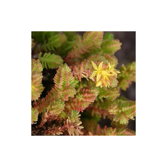 Orpin sexangulare, sedum lot de 3 godets