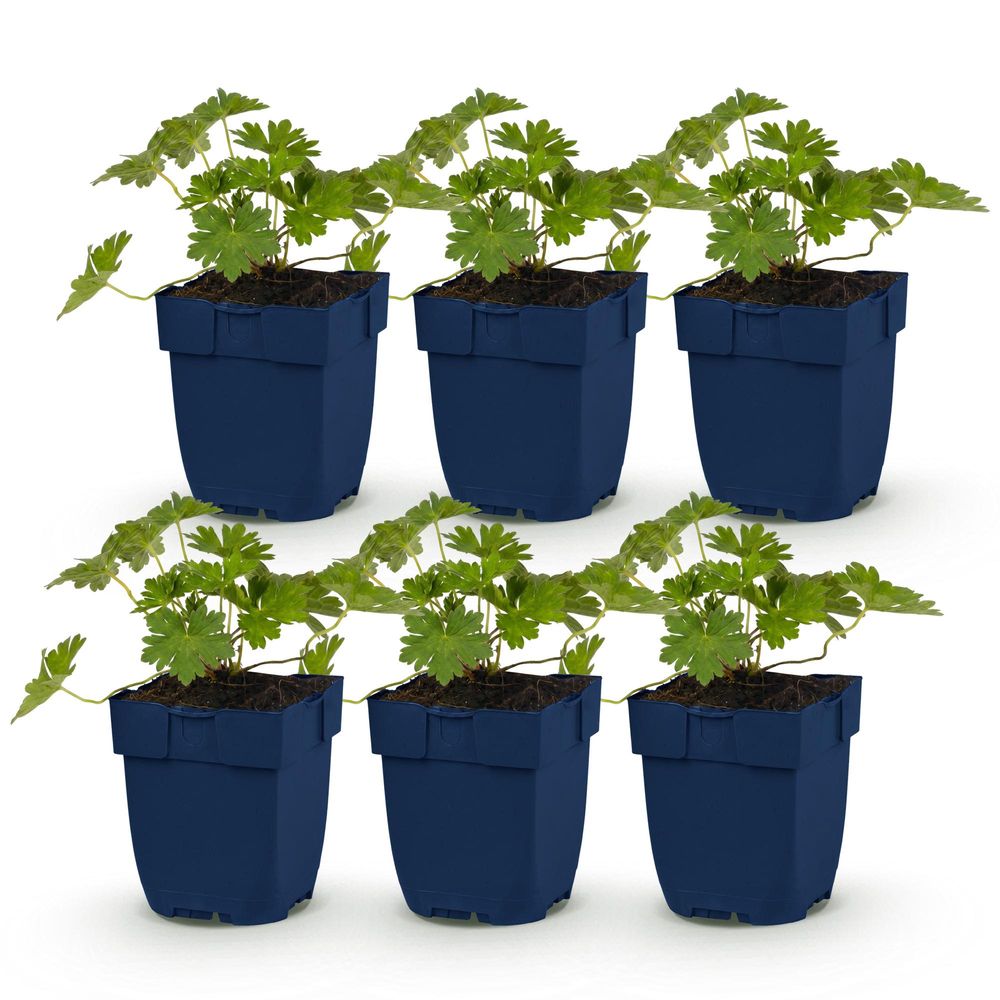 Géranium vivace 'rozanne' - lot de 6 - pot 11 cm - hauteur 25 cm