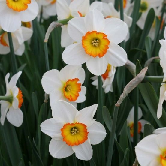 Narcisse 'flower record' bulbe calibre 12+ (par 10)