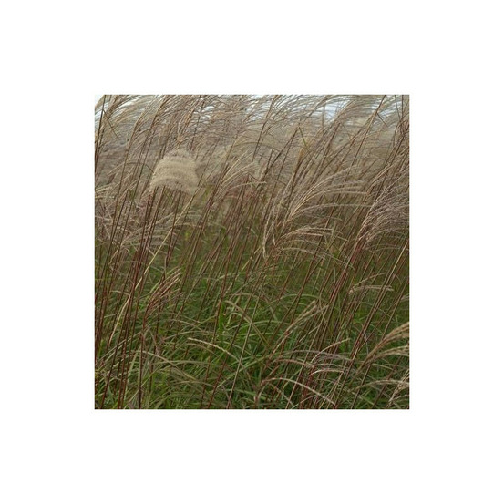 Miscanthus, roseau de chine sirène lot de 5 godets