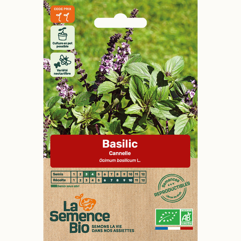 Basilic cannelle - graines bio