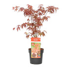 Acer palmatum 'atropurpureum' - érable du japon - arbuste - rustique – ⌀19 cm - ↕55-65 cm