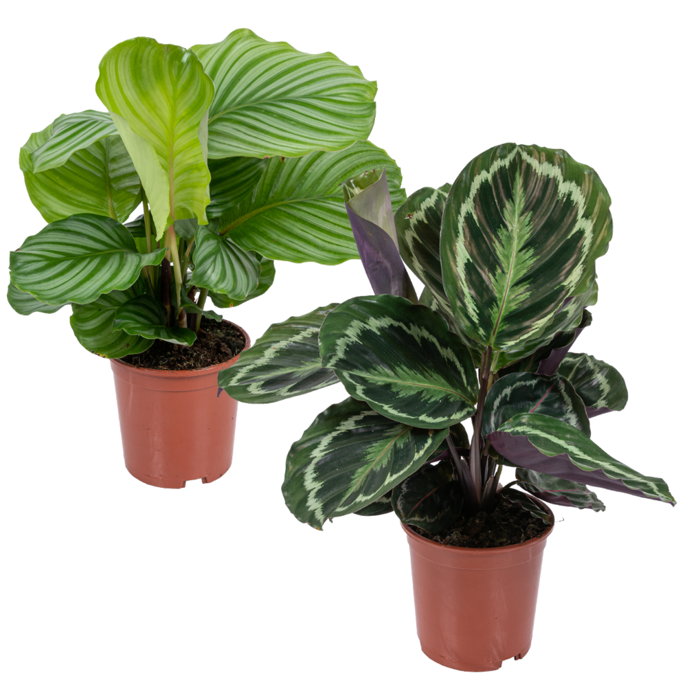 Lot de 2 calathea - medallion et orbifolia - plantes paon - 40-50 cm de haut - pot 14 cm