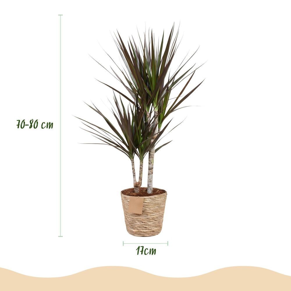 Dracaena magenta
