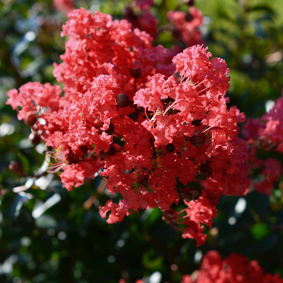 Lilas des indes 'double feature' pot de 2l/3l