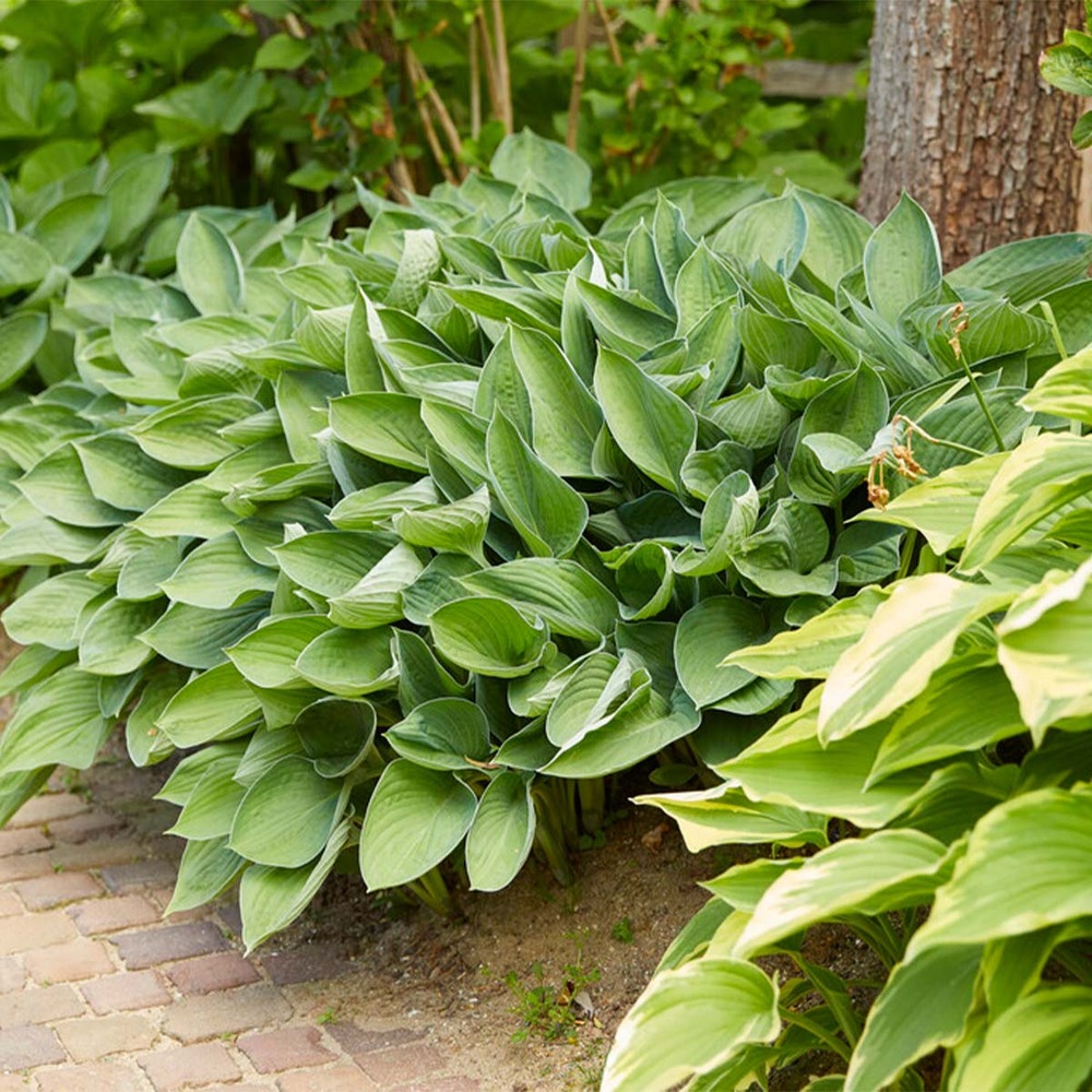 Hosta sieboldiana 'elegans' - hosta - plantes de jardin - sans danger pour les animaux - 10-20 cm