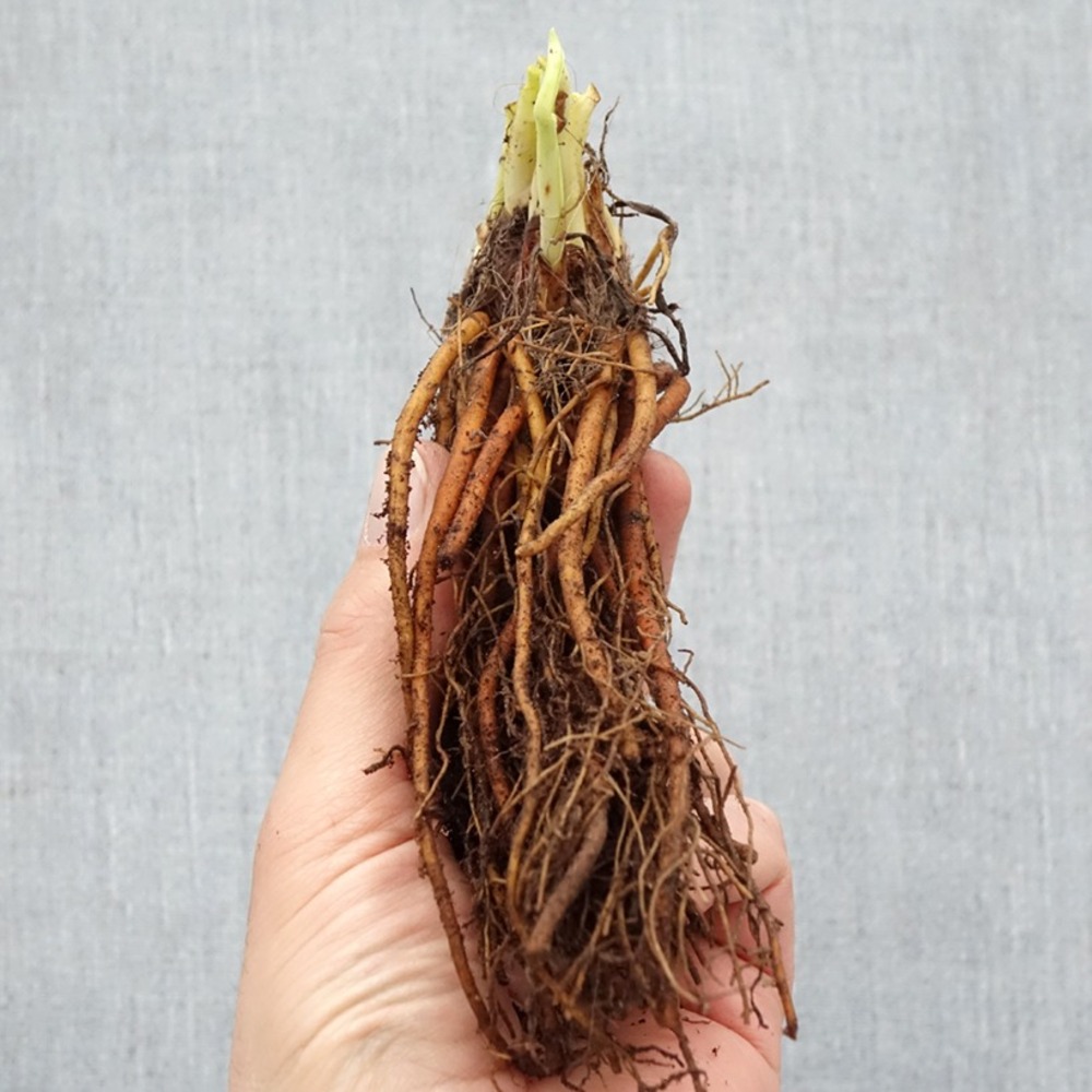 Hemerocallis everydaylily rose - lis d'un jour racines nues