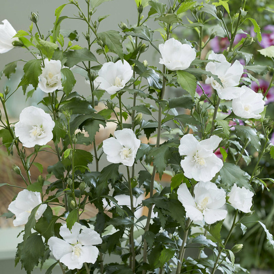 Hibiscus flower tower white ® - le pot / ø 9cm