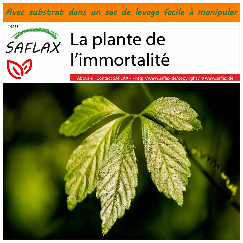 Garden in the bag - la plante de l’immortalité - 30 graines - gynostemma pentaphyllum