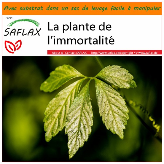 Garden in the bag - la plante de l’immortalité - 30 graines - gynostemma pentaphyllum