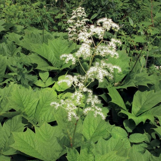 Rodgersia podophylla godet de 8/9 cm