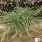 Juniperus communis 'green carpet':pot 4l