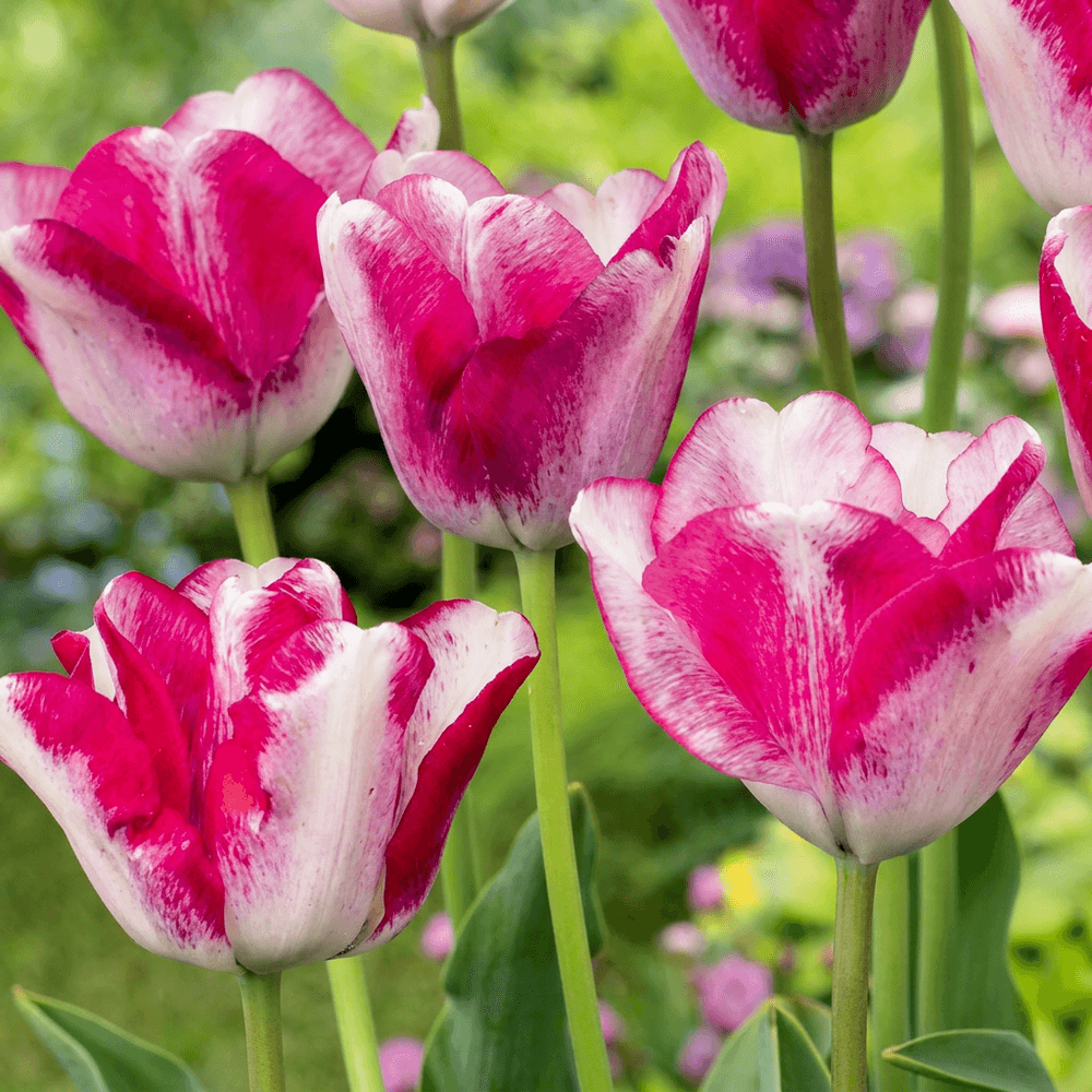 Tulipe 'mata hari' (tulipa) - floraison printanière - calibre 11/12 - 48 bulbes