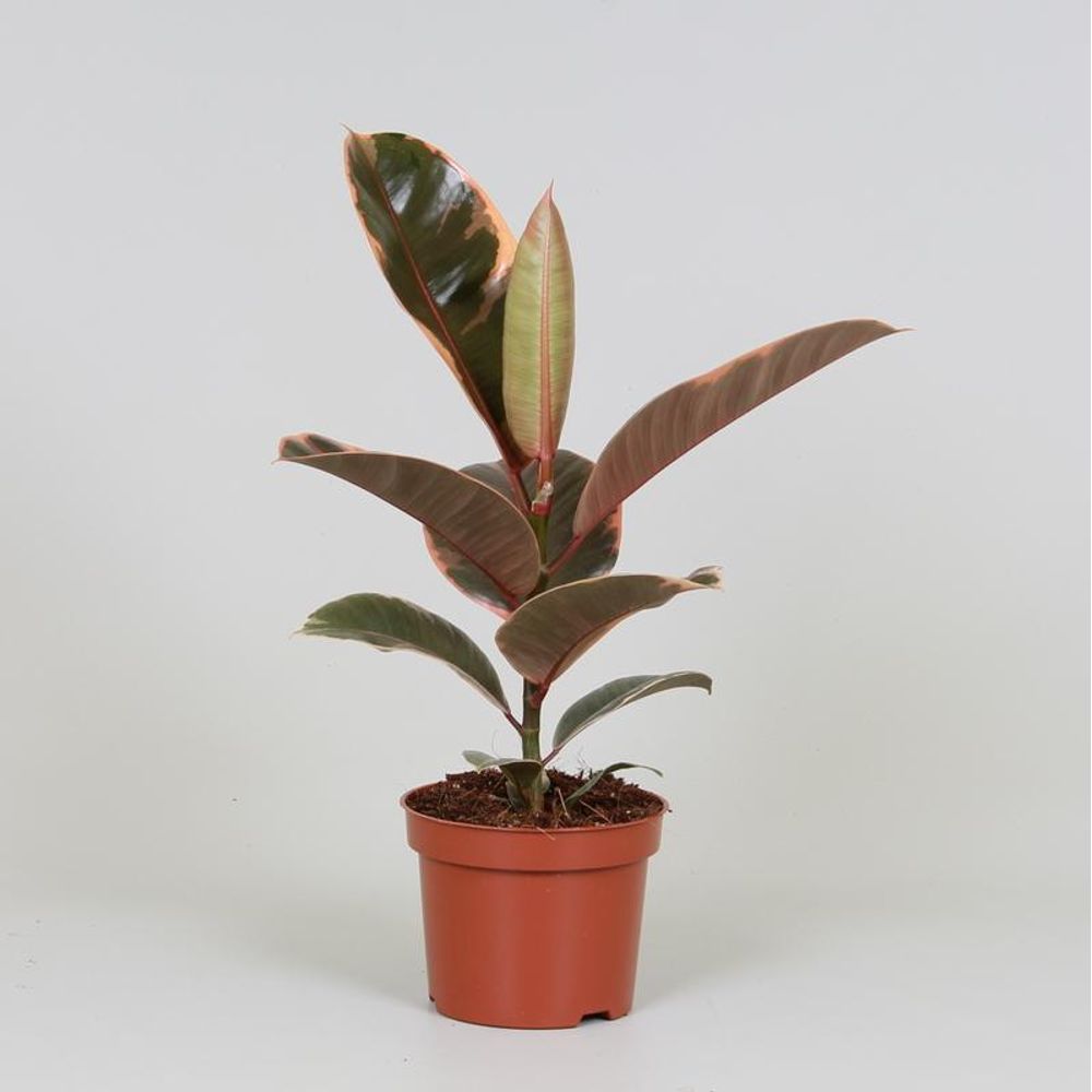 Ficus elastica belize - ø12cm - ↕30cm - plantes d'intérieur