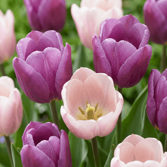 Tulipe 'macaron' en mélange (tulipa) - floraison printanière - calibre 11/12 - 96 bulbes