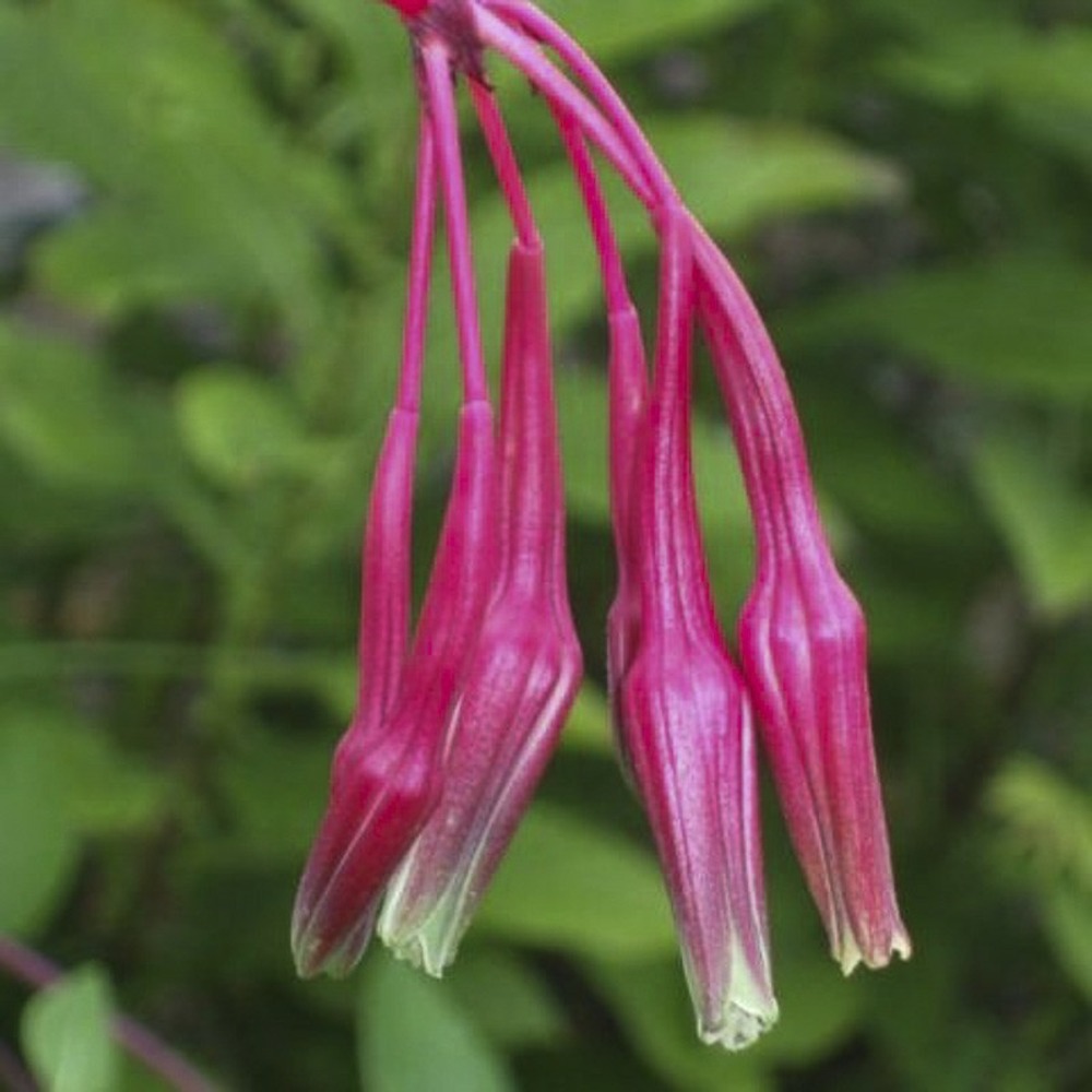 Lis du mexique pot de 2l/3l