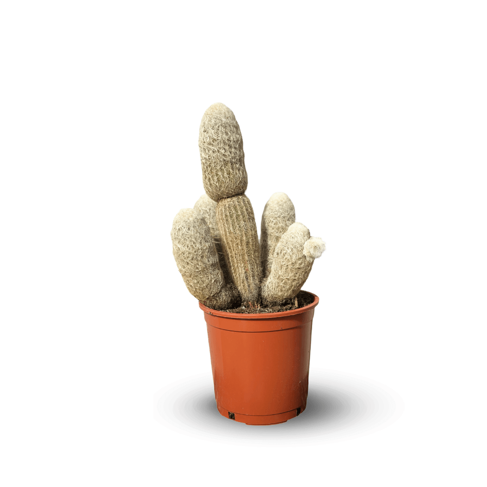Cactus colomnaire - espostoa churinensis - 50-60 cm - ⌀ 20 cm - cactus et plantes grasses