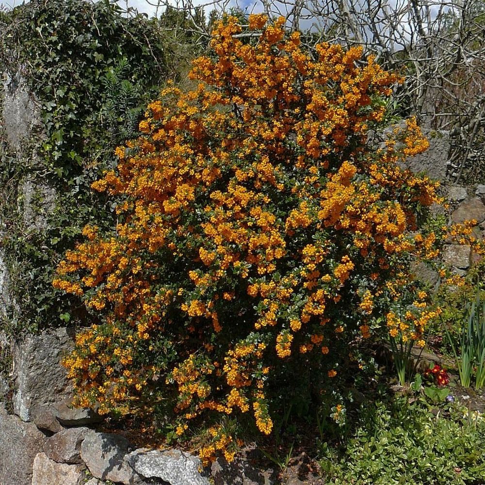 Épine-vinette de darwin pot de 2l/3l
