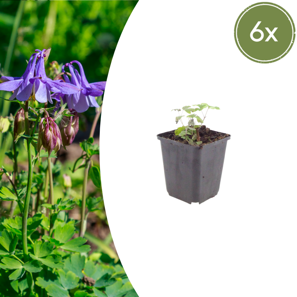 Lot de 6 - ancolie commune (aquilegia vulgaris) 'vulgaris'