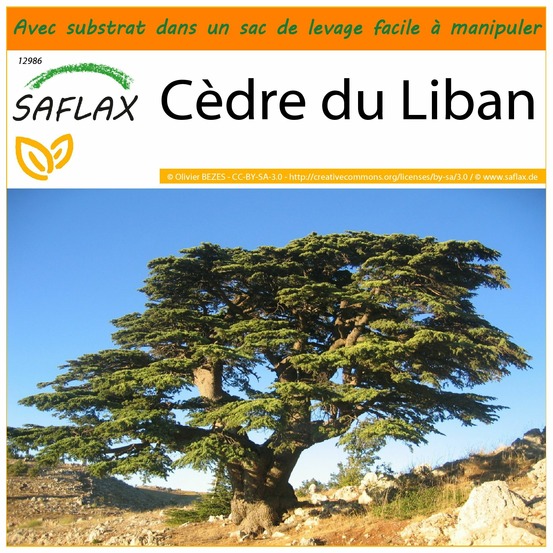 Garden in the bag - cèdre du liban - 20 graines - cedrus libani