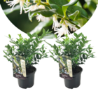 Sarcococa confusa - set de 2 - meatberry - fleurs blanches en hiver - plante de jardin - pot 17cm - hauteur 30-40cm